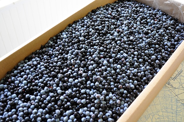 [blueberries![3].jpg]