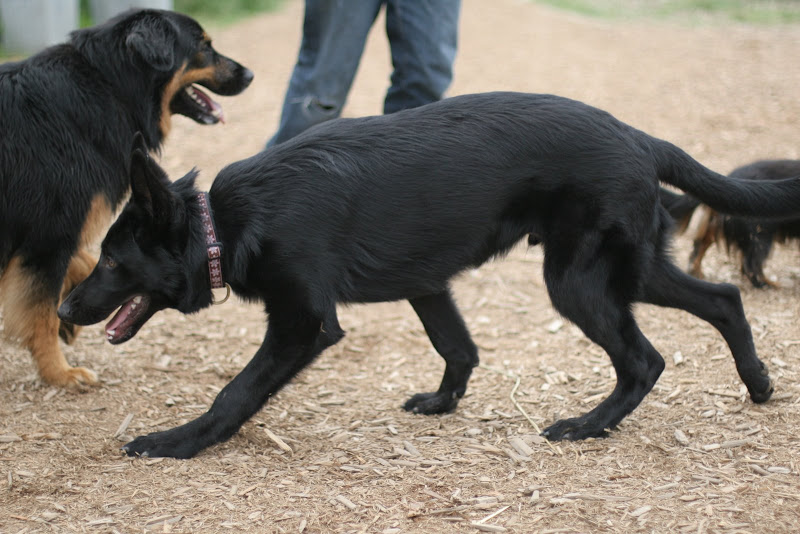 calmholme german shepherds