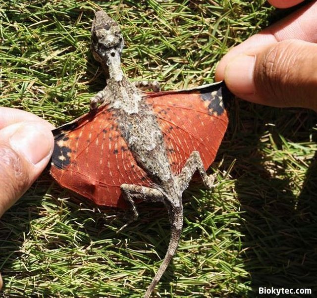 [Dragon de la película Avatar - www.Biokytec.com -zas-1[12].jpg]
