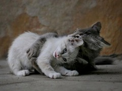 gatitos -  www.biokytec.com