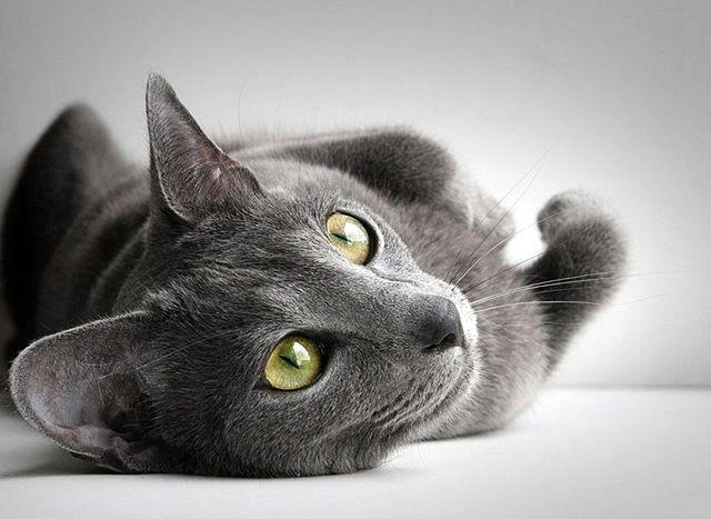 [gato griss - www.Biokytec.com[5].jpg]