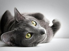 gato griss - www.Biokytec.com
