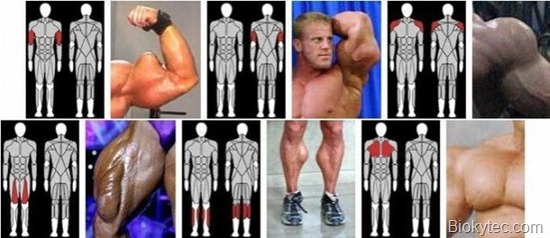 Musculos que dan asco - www.Biokytec.com-9