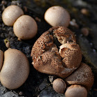pear-shaped puffball