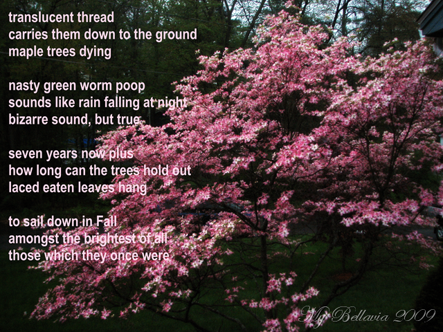 [dropped_maple_worm_poop[7].png]