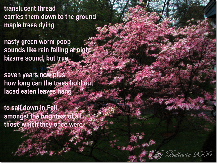 dropped_maple_worm_poop