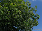 IMG_1574.JPG