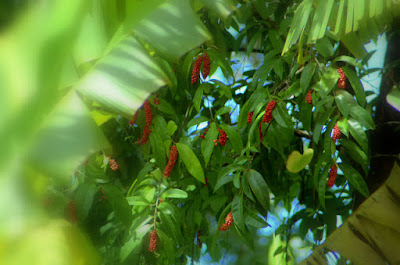 ต้นมะเม่า