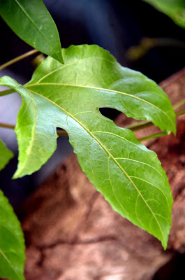 แปลงโฉมแล้ว