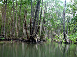 Day 2 - Another view of virgin mangrove trees