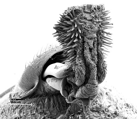 [Spiky Beetle genital[2].jpg]