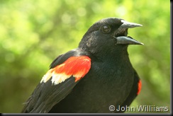 Red-Winged Blackbird, HWBS, 9 May 07