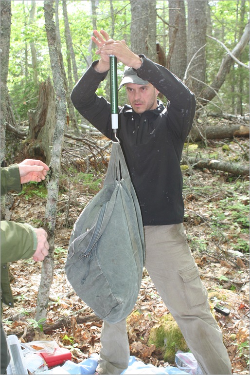 Chris weighing the eaglet, heavy buggers.