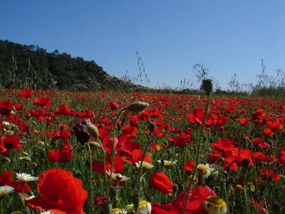 La-primavera-se-adelanta_imagenGaleria