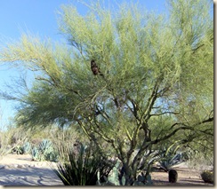 swarm in tree 2-17-2010 4-16-56 PM 3108x2712 swarm in tree 2-17-2010 4-16-56 PM 3108x2712