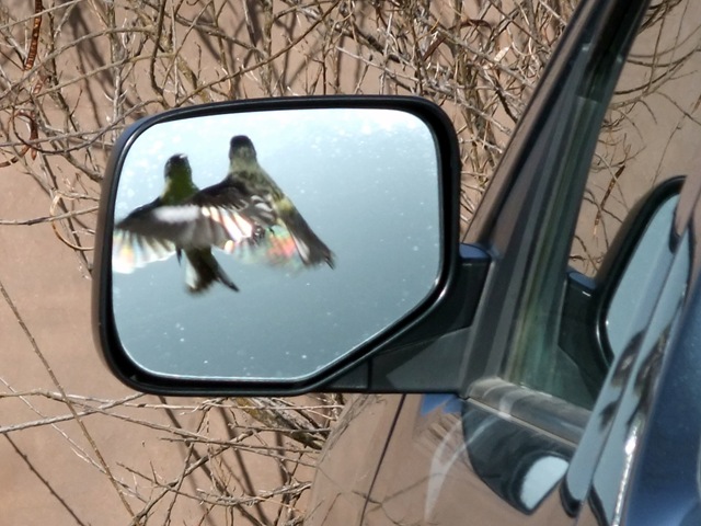 [crazed goldfinch 3-25-2010 9-08-59 AM 3616x2712[2].jpg]