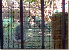 rabbit and male quail 5-25-2009 6-30-51 AM 2304x1728