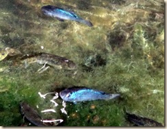 PUPFISH PUPFISH