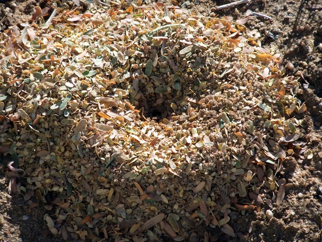 [Leafcutter nest good 12-13-2010 9-26-37 AM 3616x2712[2].jpg]