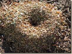 Leafcutter nest good 12-13-2010 9-26-37 AM 3616x2712 Leafcutter nest good 12-13-2010 9-26-37 AM 3616x2712
