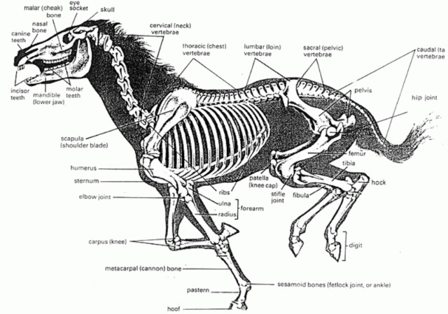[horse_skeleton-842x591[11].jpg]