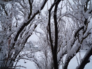 Snow, Feb.2011 025
