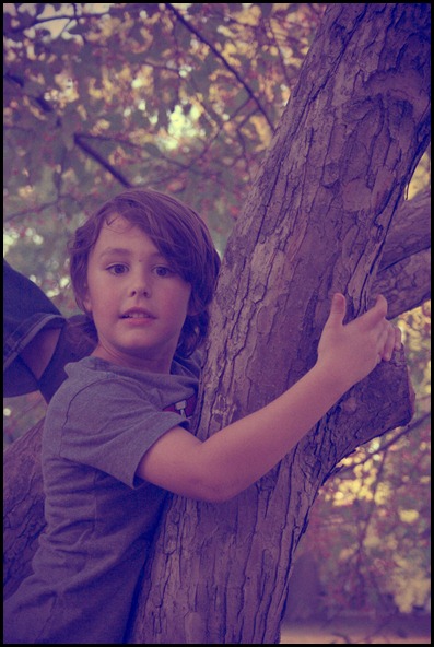 jacob in tree