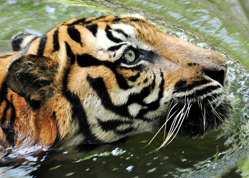 [Image: tiger.jpg]