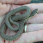 Western yellow-bellied racer (subadult)