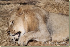 IMG_4243 IMG_4243