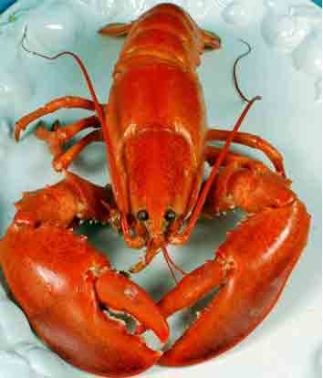 [lobster12.jpg]