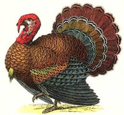 [turkey[2].jpg]