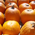 Pumpkin Patch.jpg