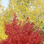 Fall Colors.jpg
