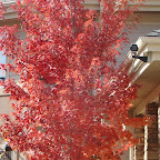 Fall Colors 4.jpg
