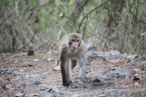 Monkey Face, Sattal India