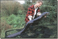  Giant Eel attacks big trout in NZ