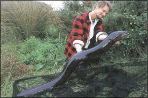 [eel[3].jpg]