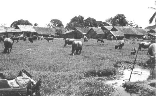 payette-49-Water-Buffalo-road-to-CanTho-1965.jpg