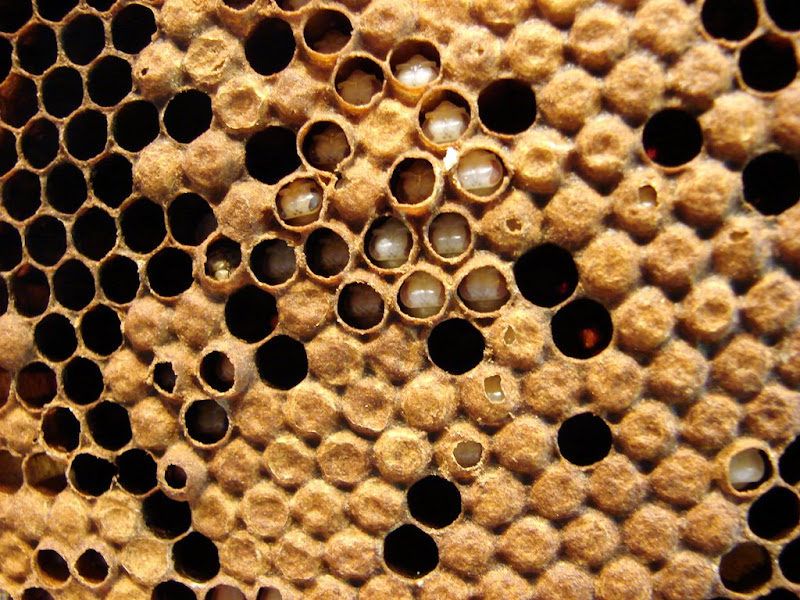 Apiculture ou... Apis culture ;-) DSC05383