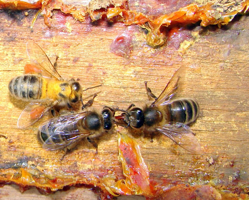 Apiculture ou... Apis culture ;-) DSC05235