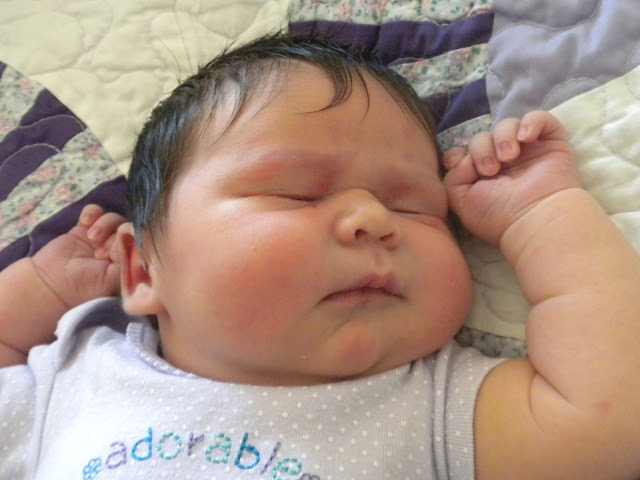 Sleepy Zoa