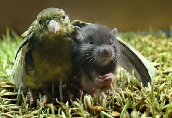 [Foto de Amor entre animais - Ternura e paixao sem igual (8)[2].jpg]