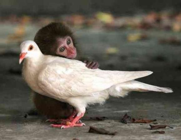 [Foto de Amor entre animais - Ternura e paixao sem igual (9)[2].jpg]