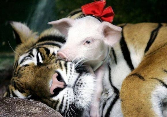 [Foto de Amor entre animais - Ternura e paixao sem igual (13)[2].jpg]