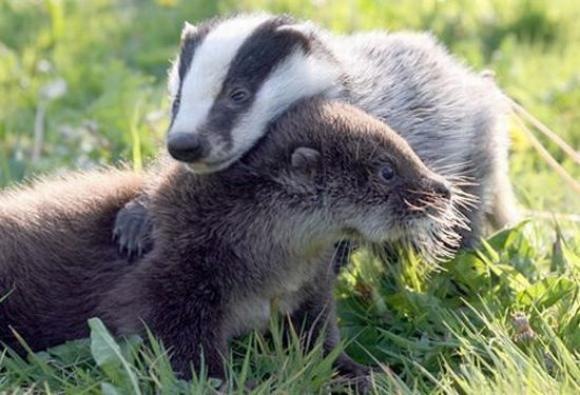 [Foto de Amor entre animais - Ternura e paixao sem igual (27)[2].jpg]