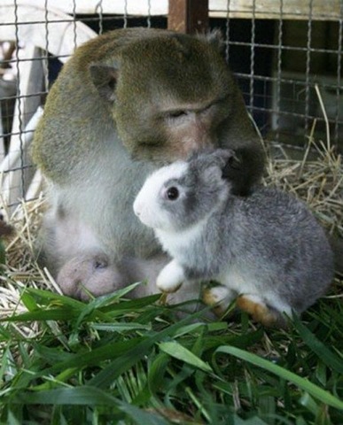 [Foto de Amor entre animais - Ternura e paixao sem igual (32)[2].jpg]