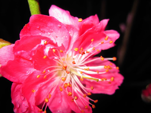  再见桃花时