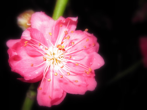  再见桃花时