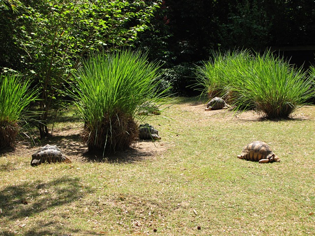 [zooturtlessunning[4].jpg]